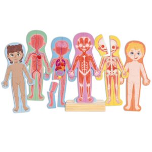 Hape Gioco Magnetico, Il Corpo Umano
