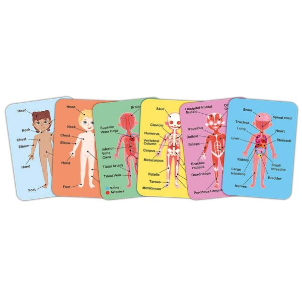 Hape Gioco Magnetico, Il Corpo Umano