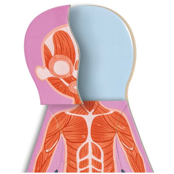 Hape Gioco Magnetico, Il Corpo Umano