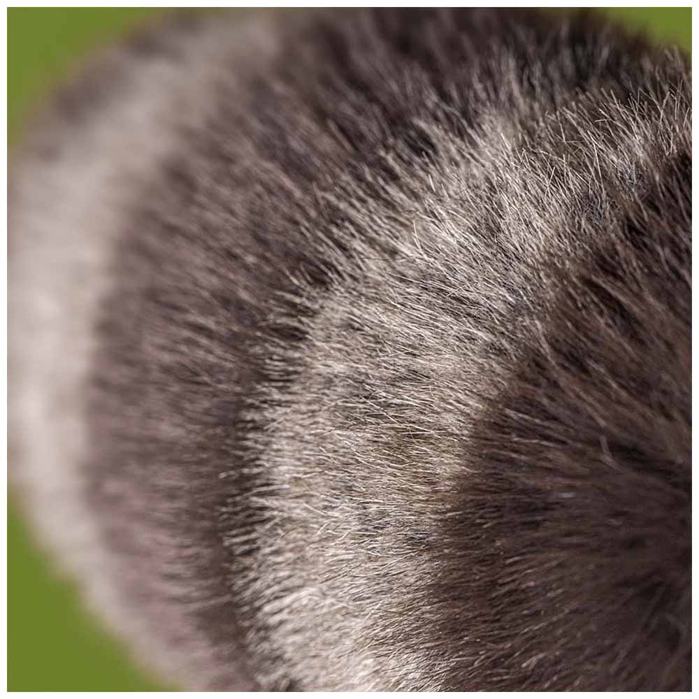 Jellycat Peluche Trixiwoo Raccoon